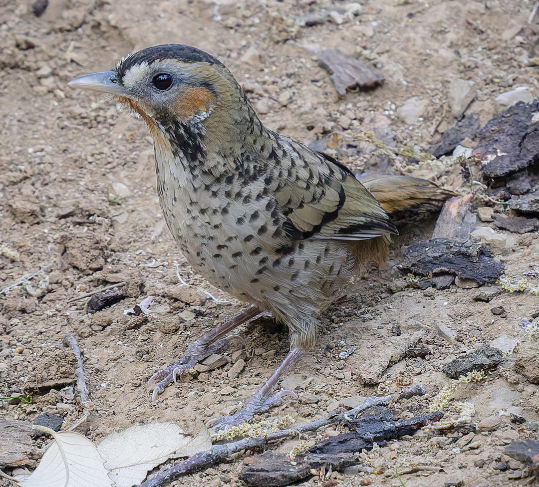image Rufous-chinned Laughingthrush